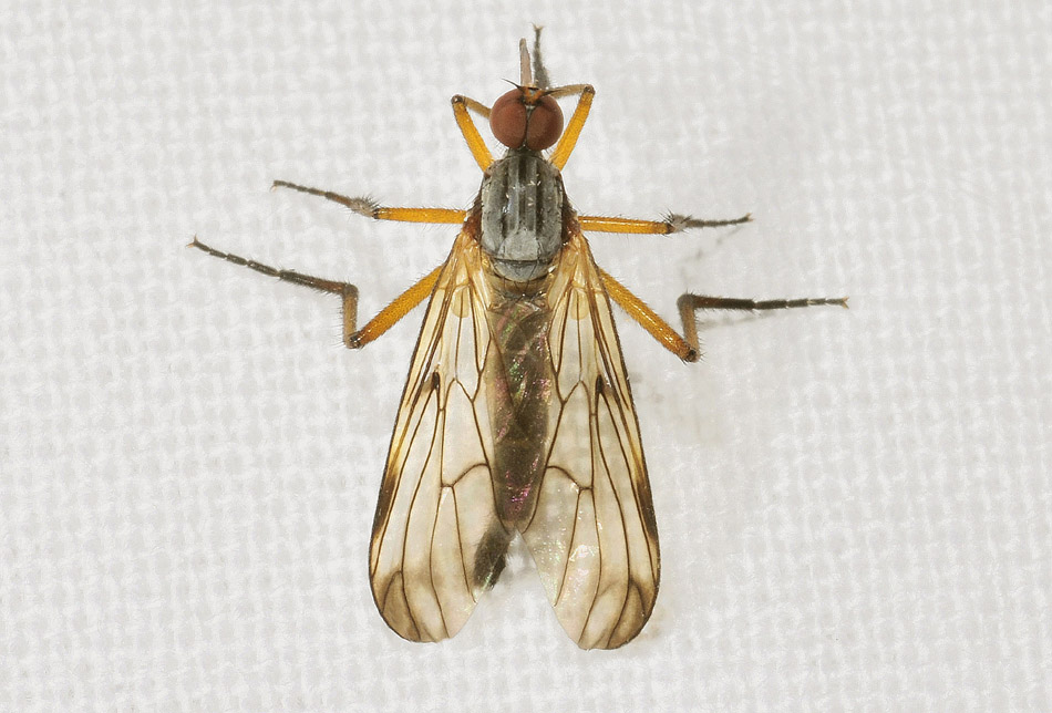 Empididae: Empis sp.